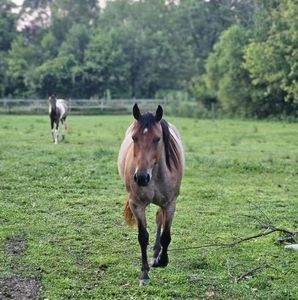 Meet your Posher, Piper